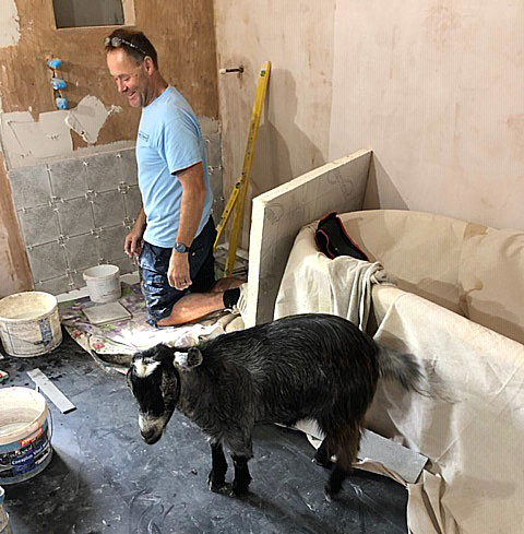 Goat in a bathroom